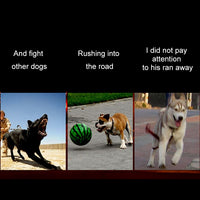 Medium and Large Dog Pet Solar + USB Charging LED Light Collar, Neck Circumference Size: L, 50-60cm