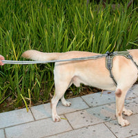 Dog Outdoor Anti-Scourge Traction Rope Nylon Reflective Elastic Stretch Dog Walking Rope