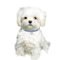 Pet Supplies Elastic Love Cats And Dogs Accessories Pet Collars